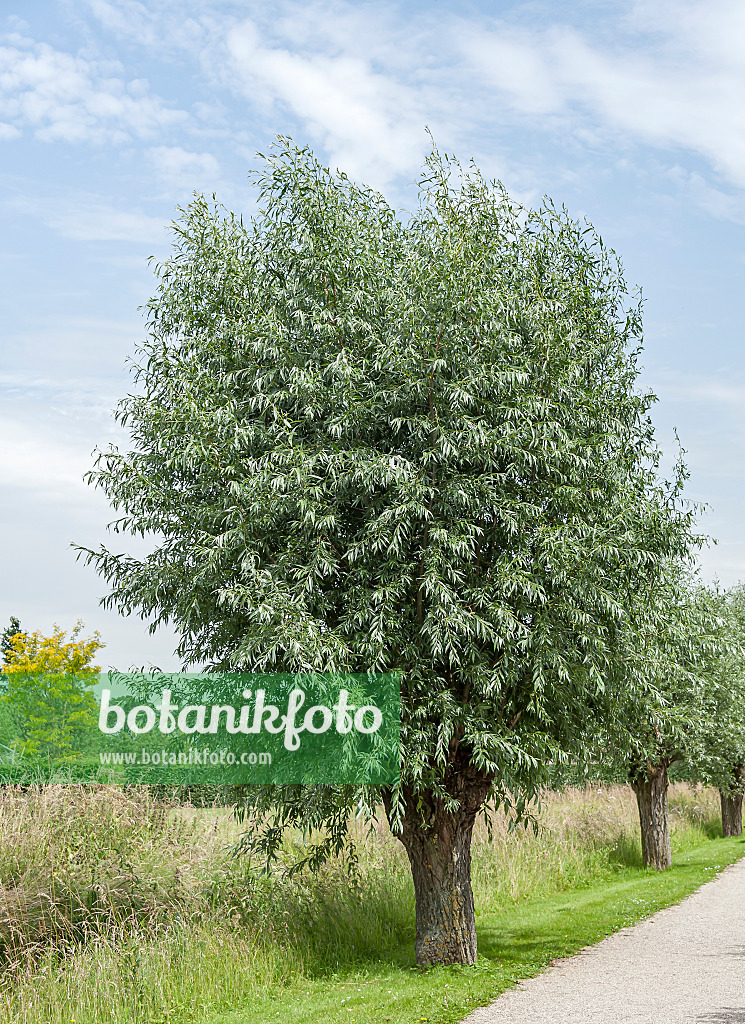 651496 - Silberweide (Salix alba)