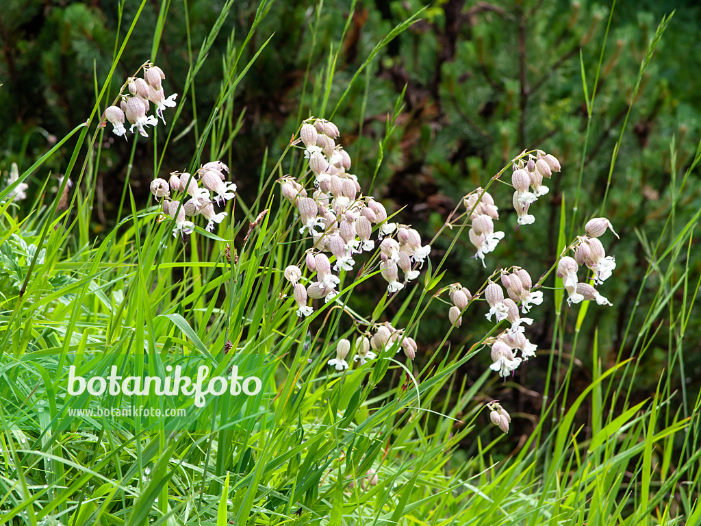 439256 - Silène à feuilles étroites (Silene vulgaris)
