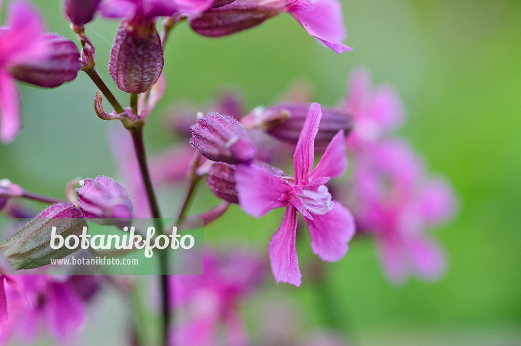 484084 - Silène (Silene atropurpurea)