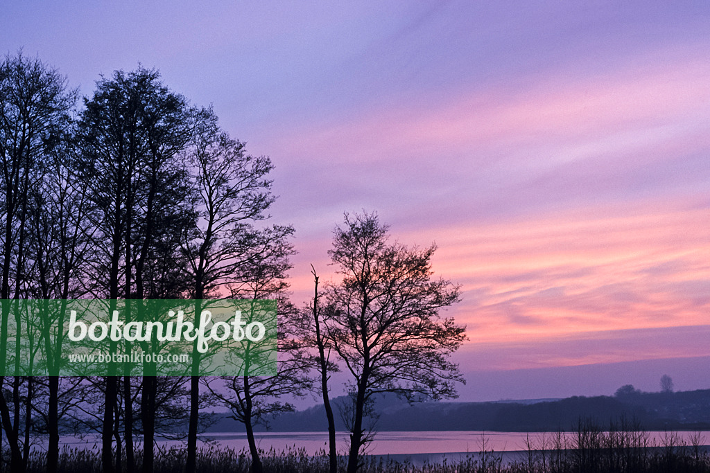 372026 - Silhouette d'arbres au crépuscule, Usedom, Allemagne