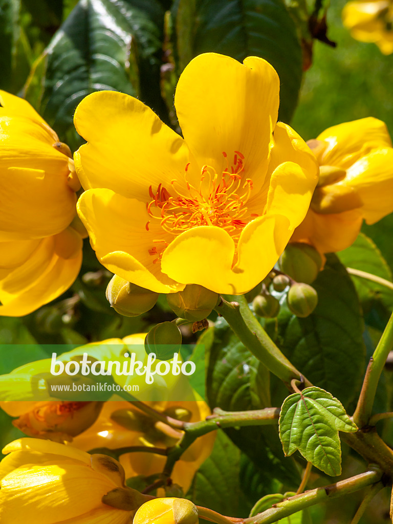 434395 - Silk cotton tree (Cochlospermum religiosum)