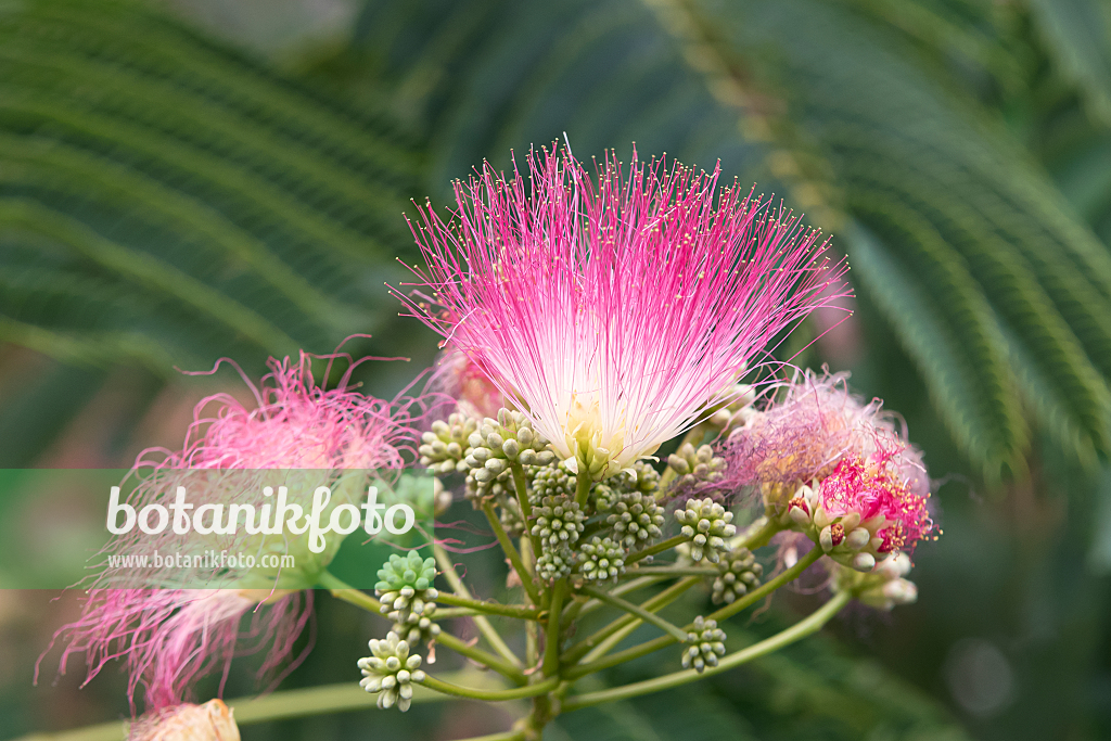 664029 - Silk tree (Albizia julibrissin)