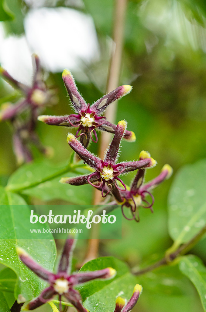 533045 - Silk vine (Periploca graeca)