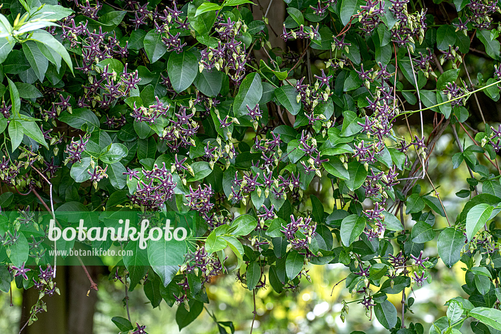 607164 - Silk vine (Periploca graeca)