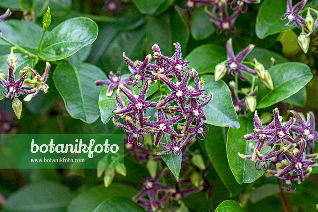 607165 - Silk vine (Periploca graeca)