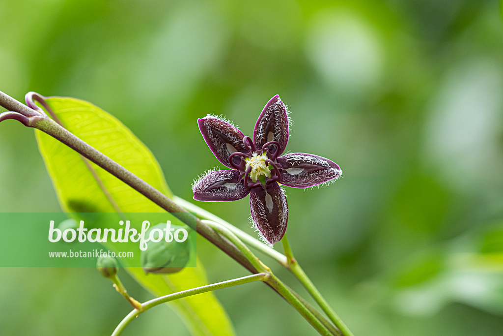 664291 - Silk vine (Periploca graeca)