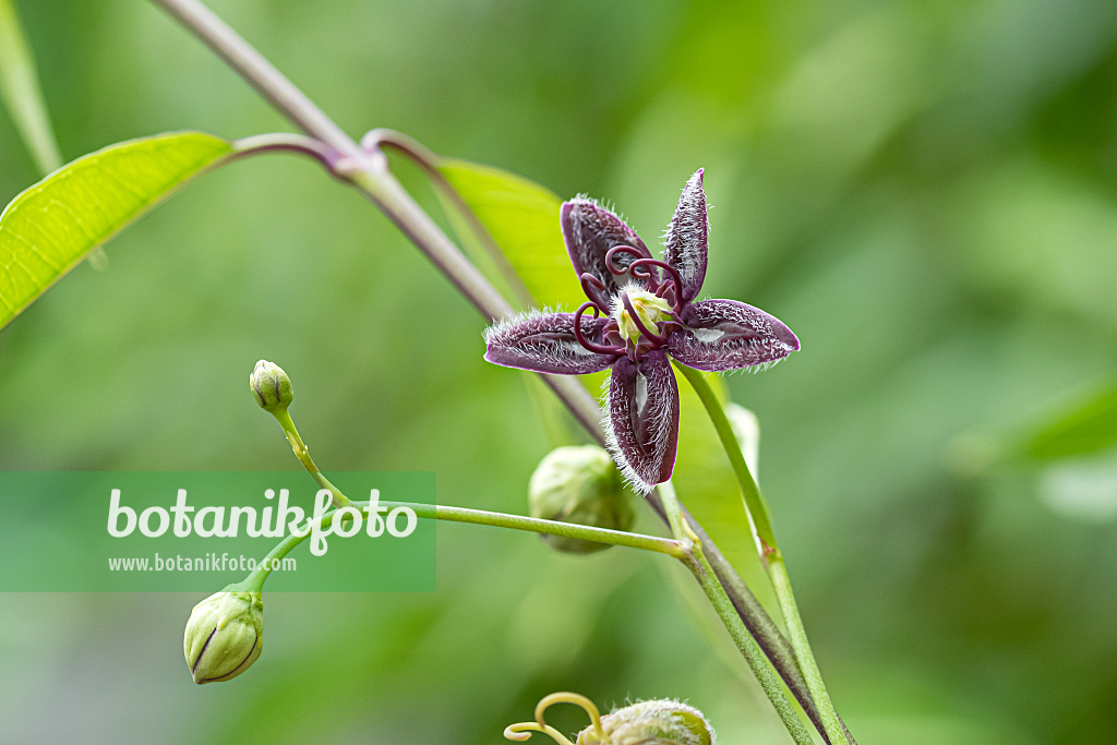 664292 - Silk vine (Periploca graeca)