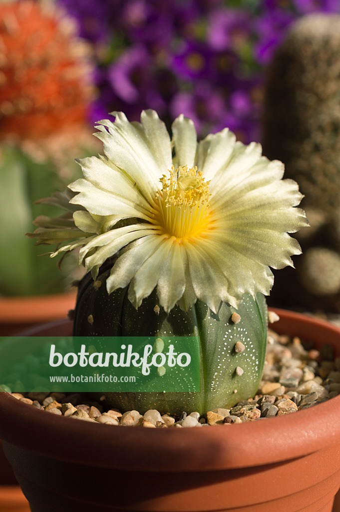 510164 - Silver dollar cactus (Astrophytum asterias)