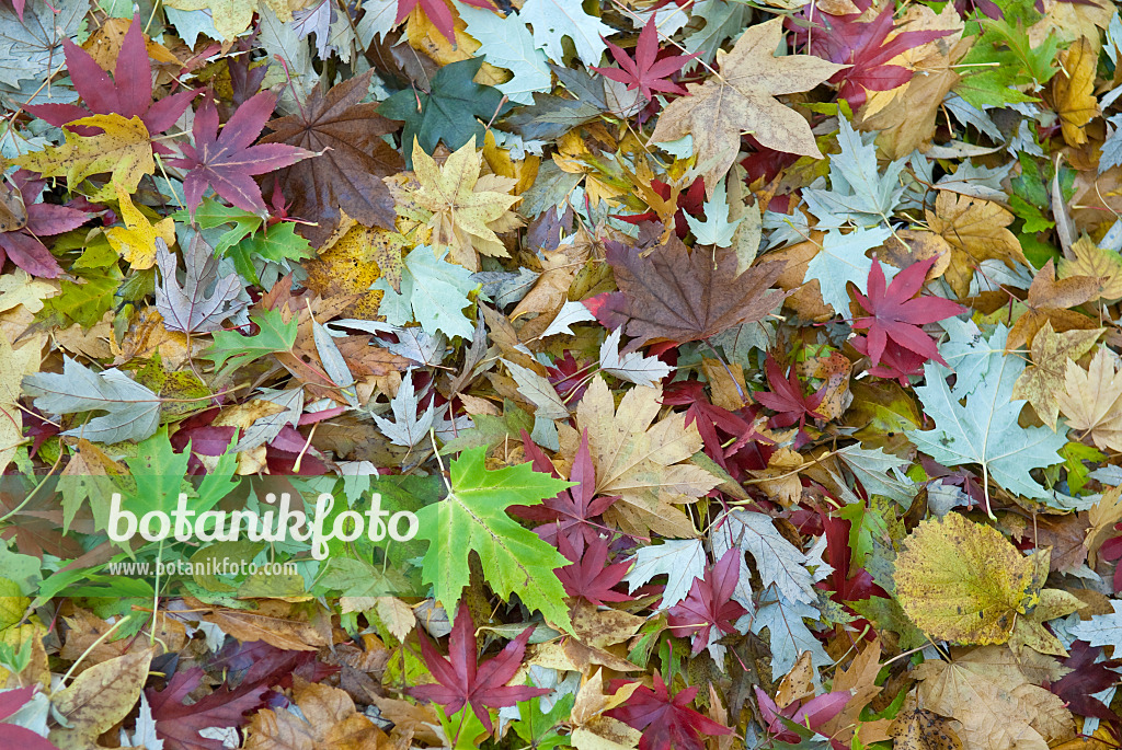 502095 - Silver maple (Acer saccharinum)