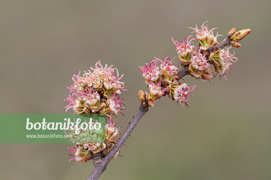 616146 - Silver maple (Acer saccharinum)