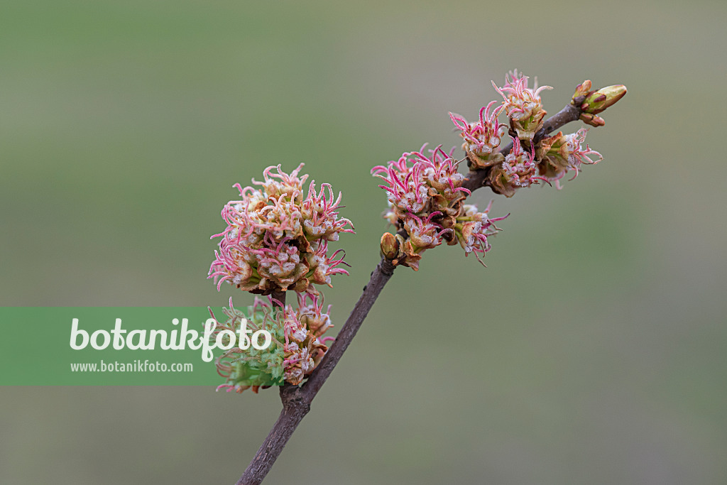 616148 - Silver maple (Acer saccharinum)