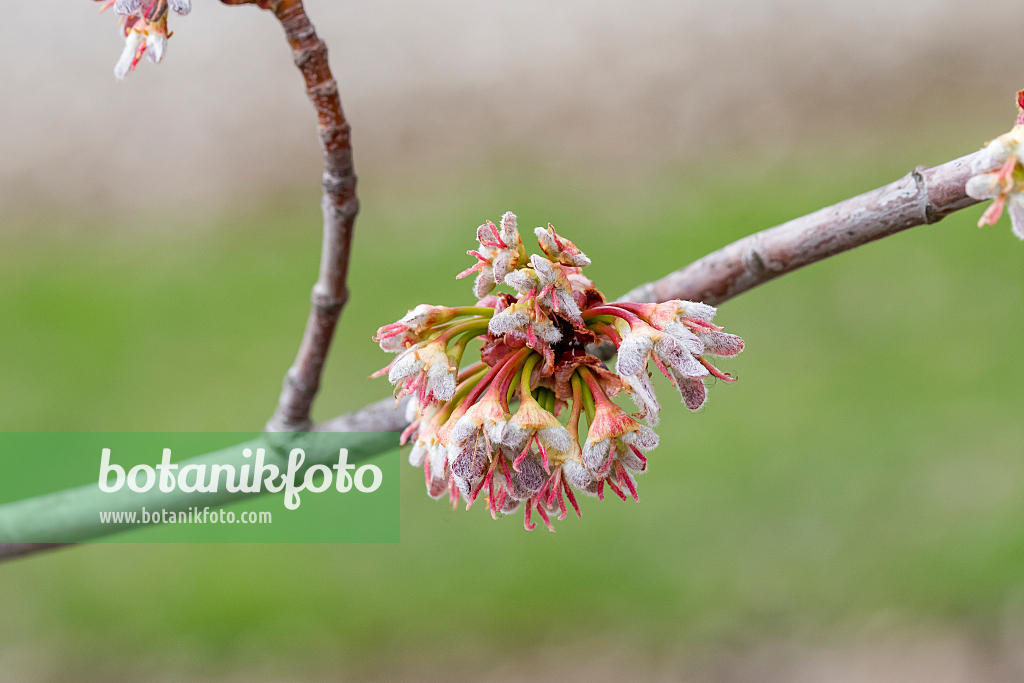 664021 - Silver maple (Acer saccharinum)