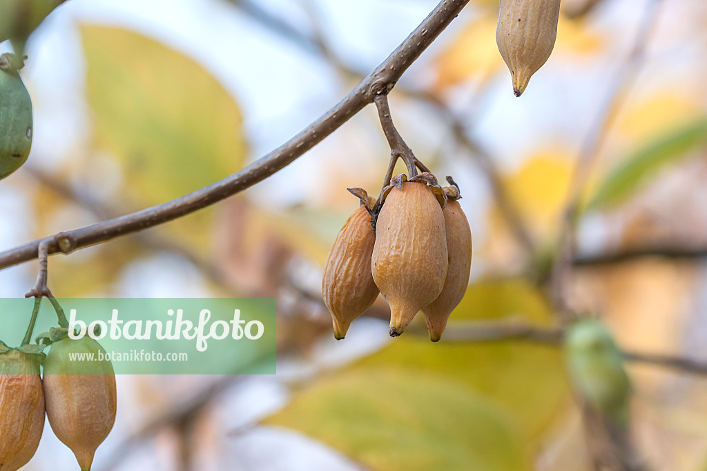 638024 - Silver vine (Actinidia polygama)