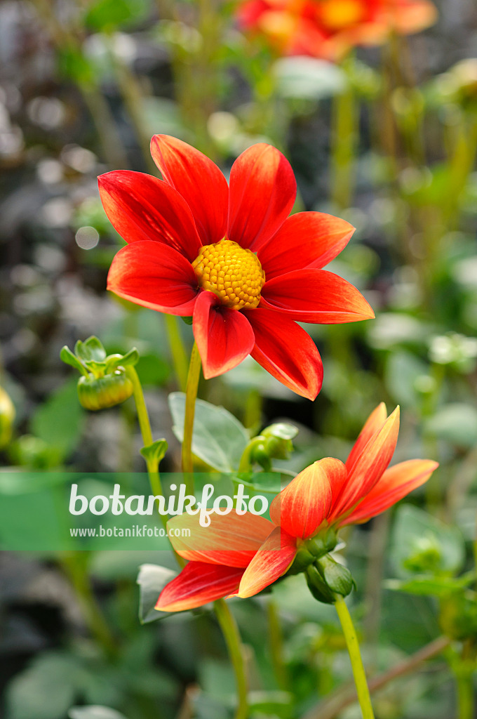 476131 - Single dahlia (Dahlia Karneol)