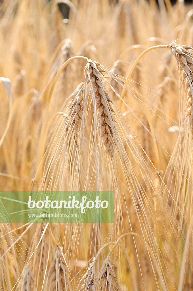 486127 - Six-rowed barley (Hordeum vulgare f. hexastichon)