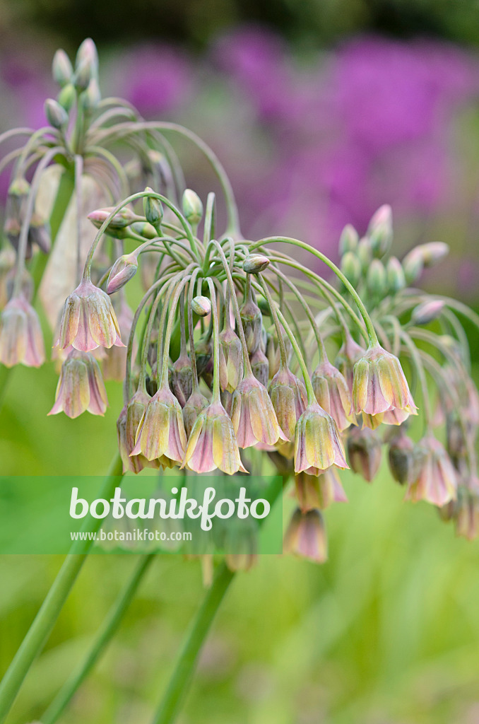 533480 - Sizilianischer Honiglauch (Allium siculum syn. Nectaroscordum siculum subsp. bulgaricum)