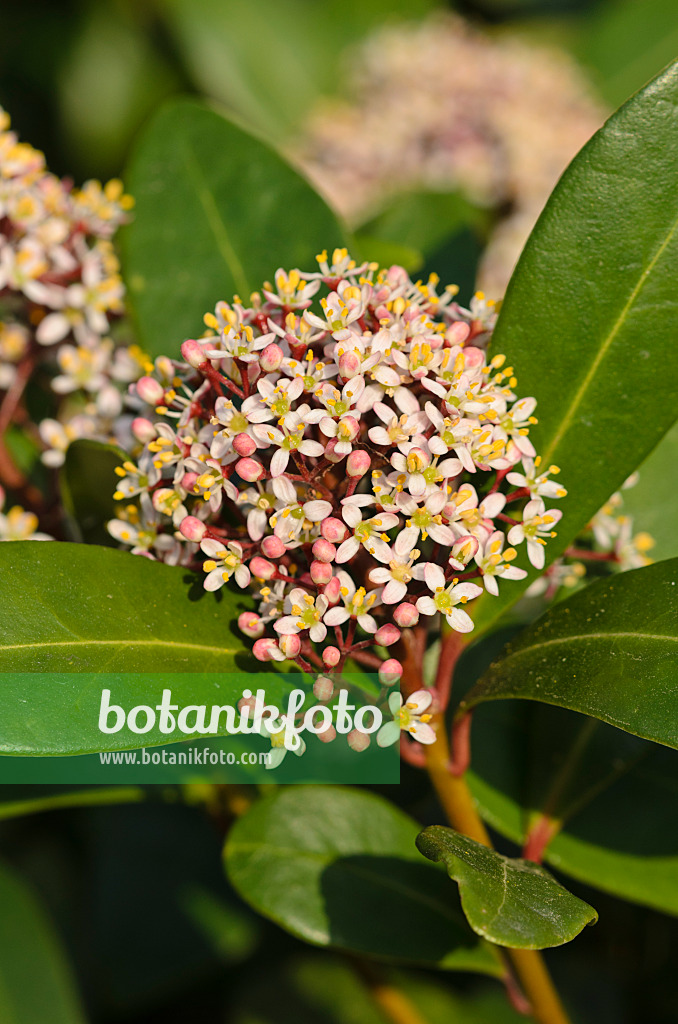 543045 - Skimmia du Japon (Skimmia japonica)
