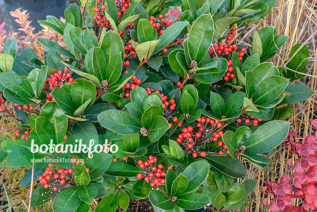 575334 - Skimmia du Japon (Skimmia japonica 'Obsession')