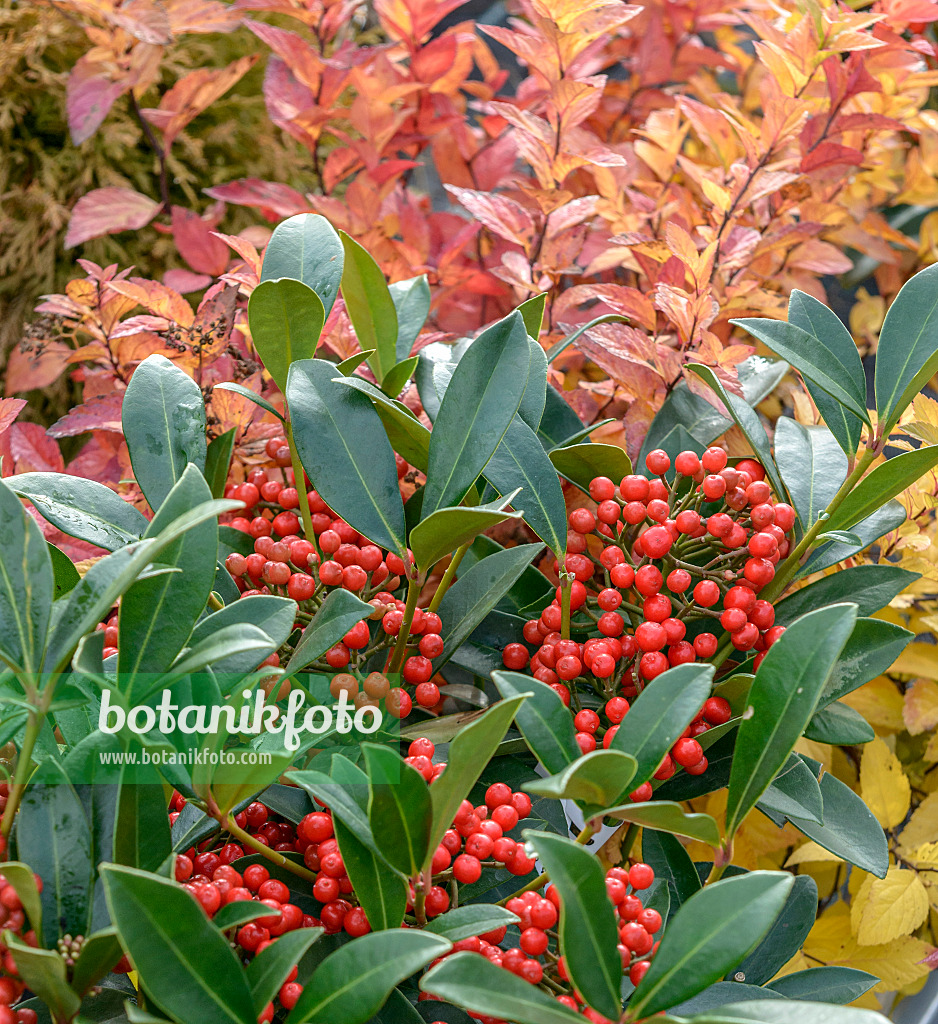 575332 - Skimmia du Japon (Skimmia japonica 'Pabella')