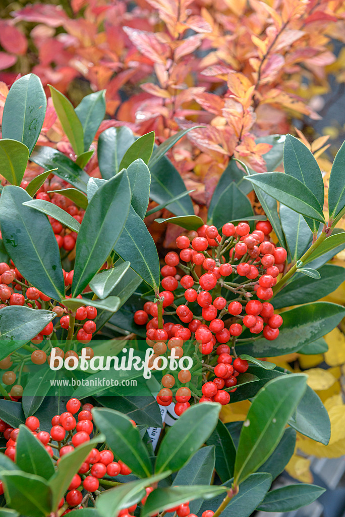 575333 - Skimmia du Japon (Skimmia japonica 'Pabella')