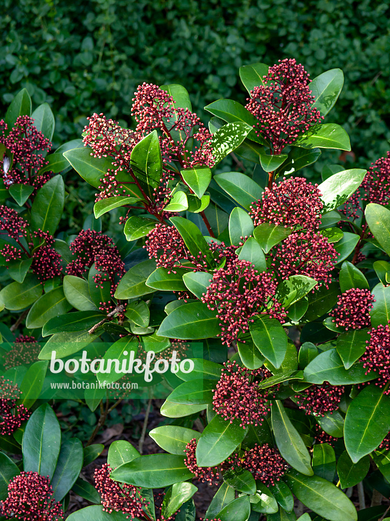 457009 - Skimmia du Japon (Skimmia japonica 'Rubella')