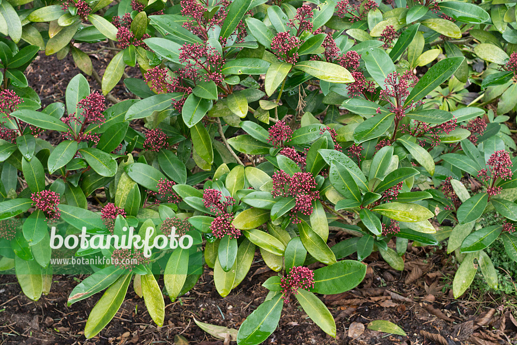 566076 - Skimmia du Japon (Skimmia japonica 'Rubella')