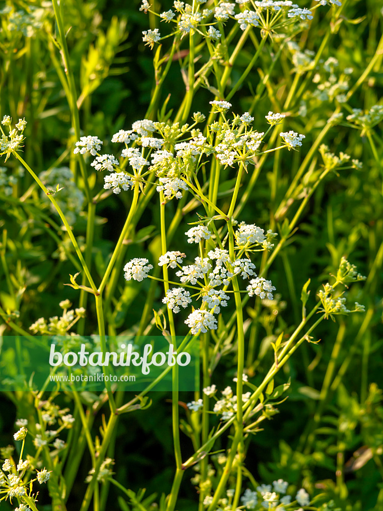 450059 - Skirret (Sium sisarum)