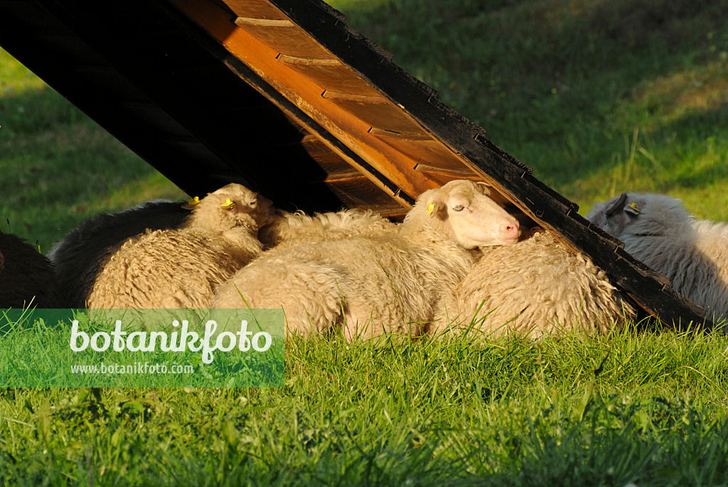 524108 - Skuddes (Ovis orientalis aries)