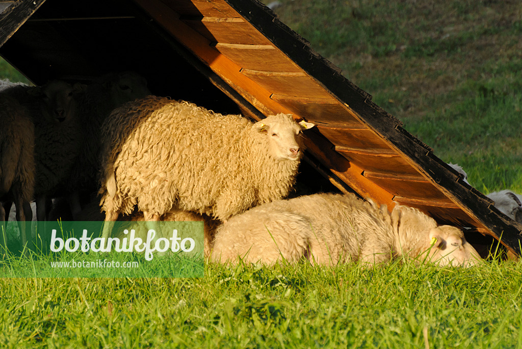 524111 - Skuddes (Ovis orientalis aries)