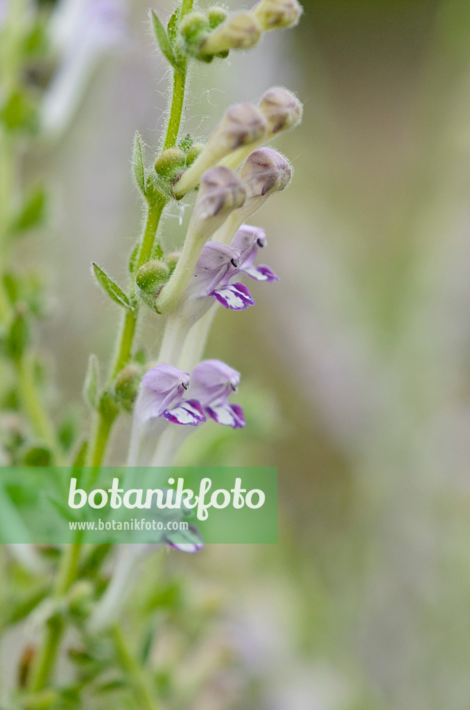521068 - Skullcap (Scutellaria columnae)