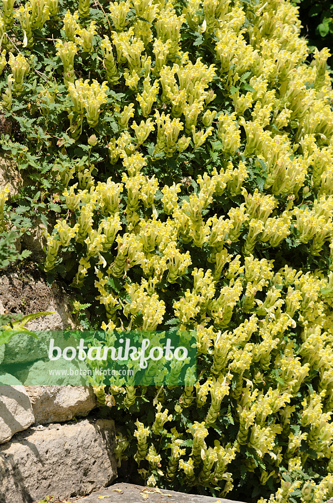 533221 - Skullcap (Scutellaria polyodon)