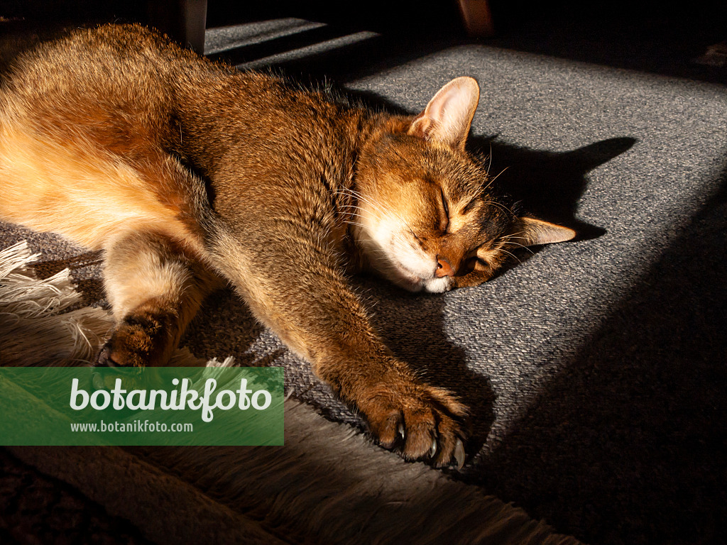 433162 - Sleeping Abyssinian cat on a carpet in the sunlight