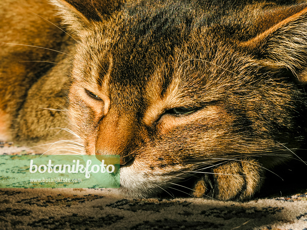 422011 - Sleeping Abyssinian cat with a paw under its head on a carpet in the sun