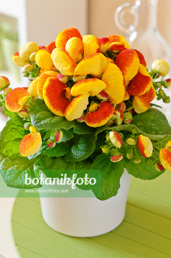483104 - Slipperwort (Calceolaria)