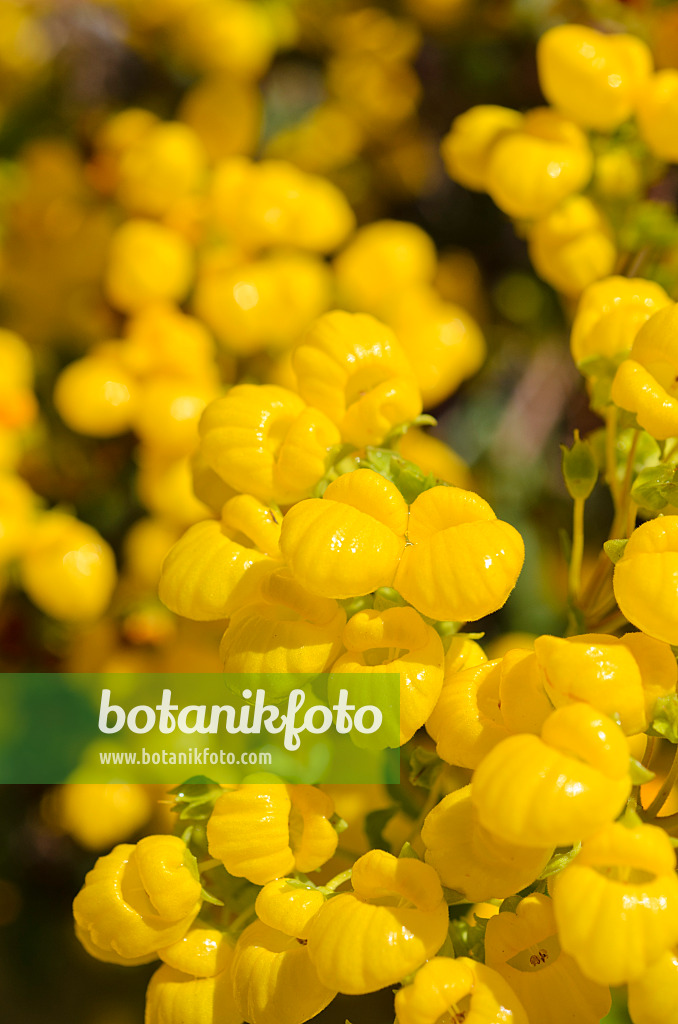 508447 - Slipperwort (Calceolaria salicifolia)