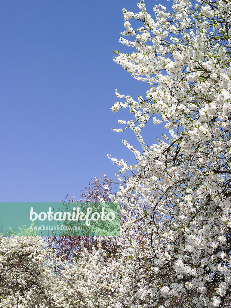 400121 - Sloe (Prunus spinosa)
