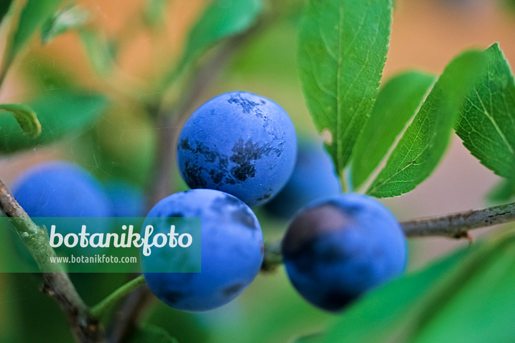 442078 - Sloe (Prunus spinosa)
