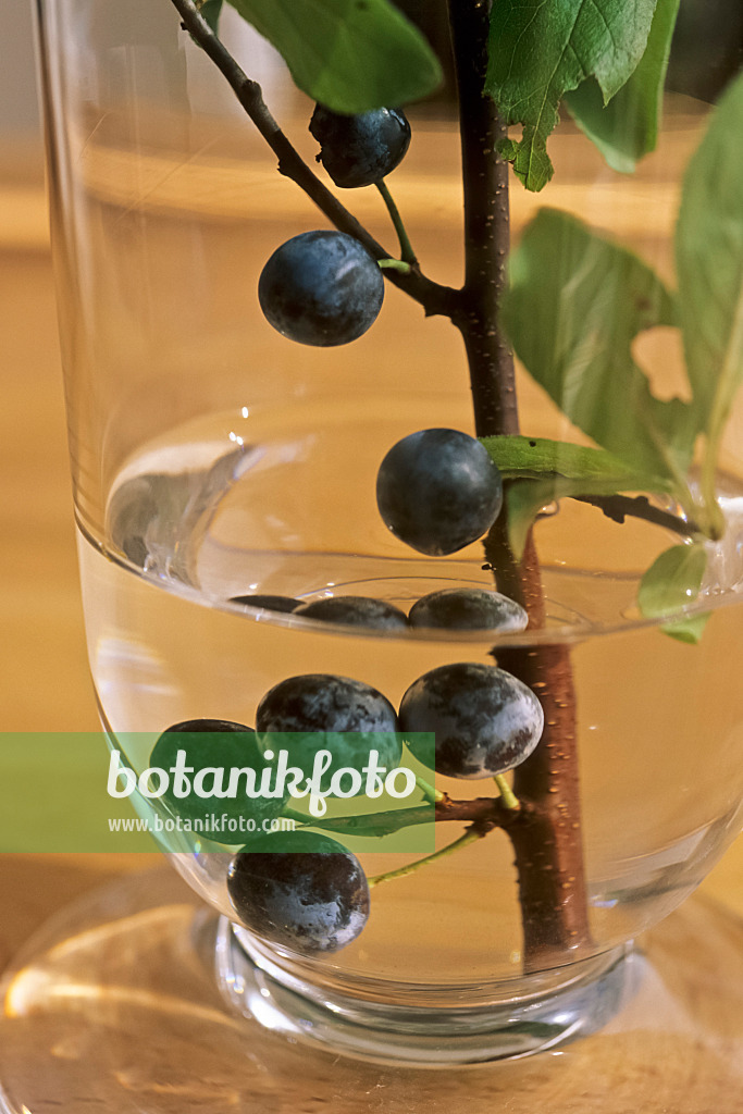 442082 - Sloe (Prunus spinosa)
