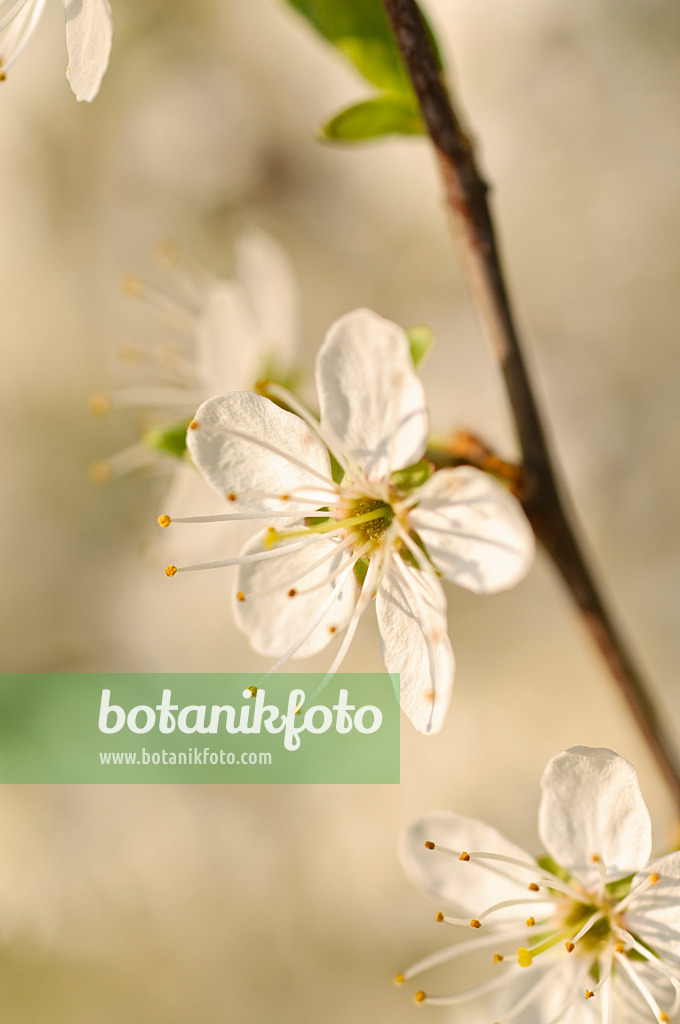 471115 - Sloe (Prunus spinosa)