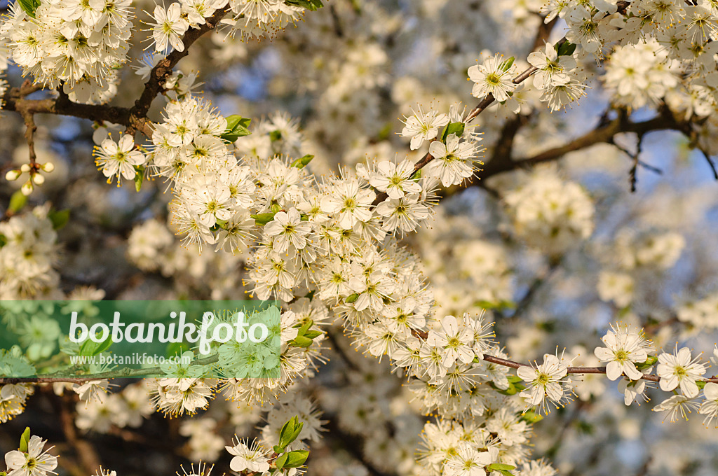 471116 - Sloe (Prunus spinosa)