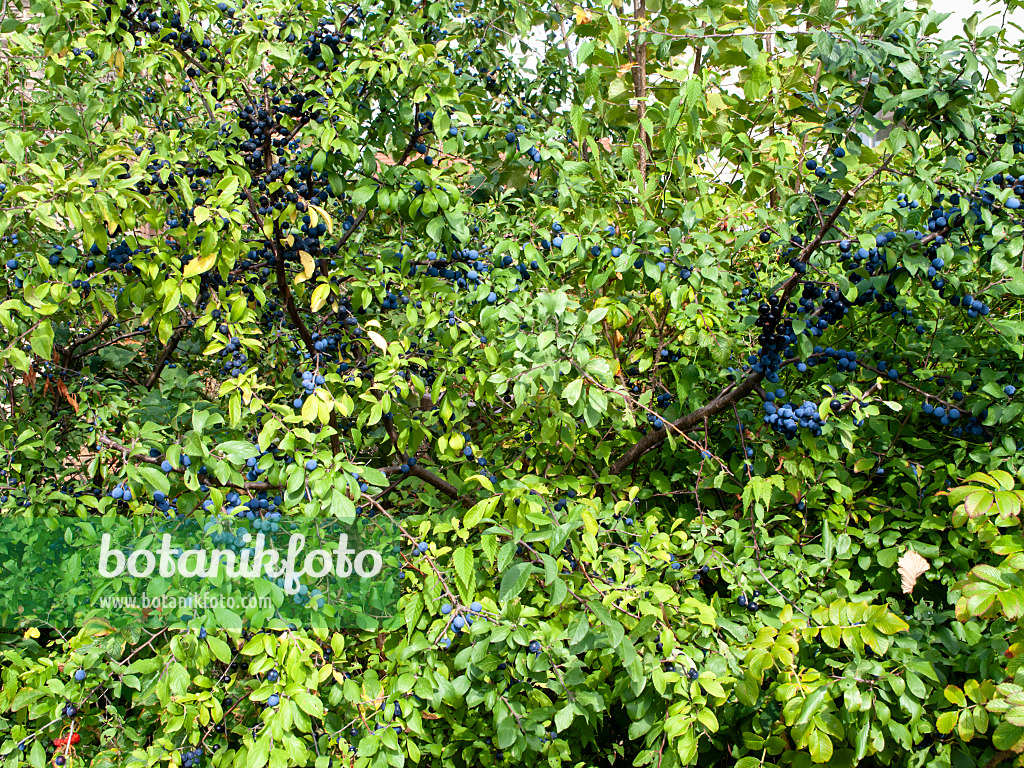 476186 - Sloe (Prunus spinosa)