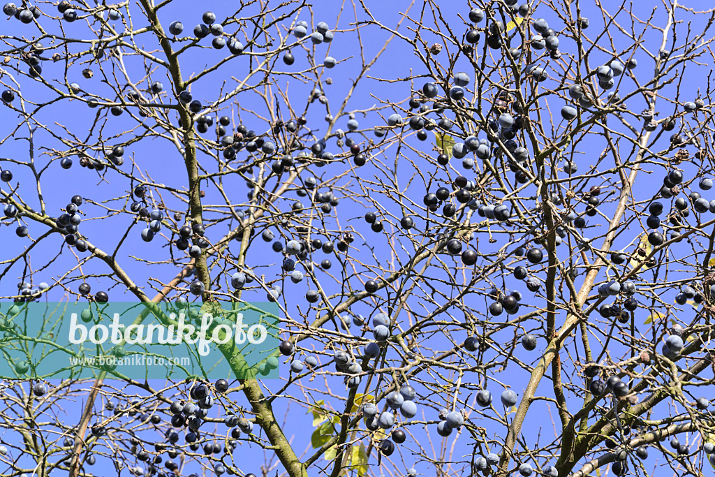 489070 - Sloe (Prunus spinosa)