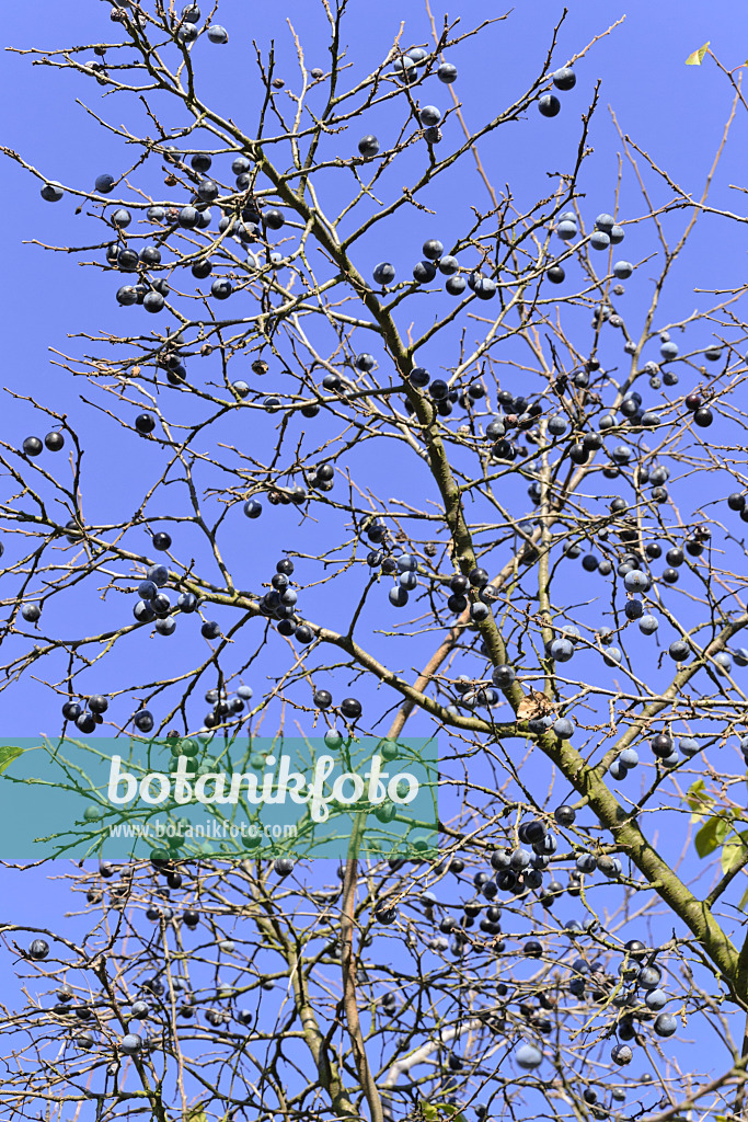 489071 - Sloe (Prunus spinosa)