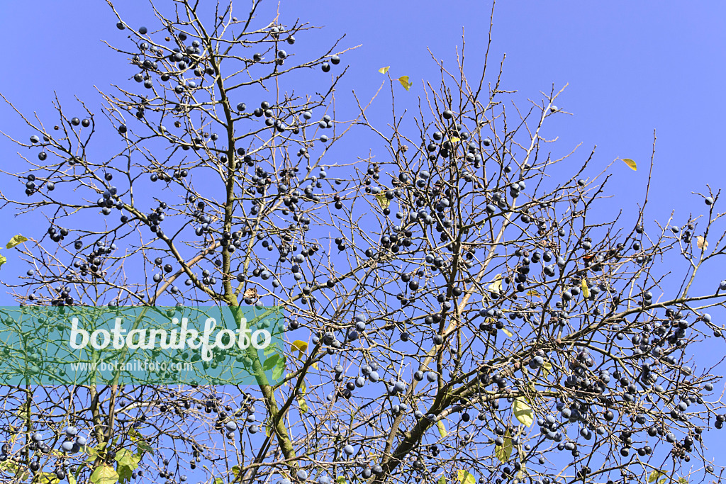489072 - Sloe (Prunus spinosa)