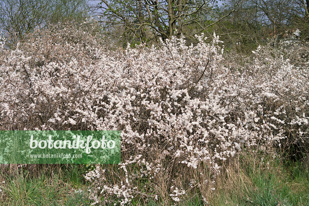 531059 - Sloe (Prunus spinosa)