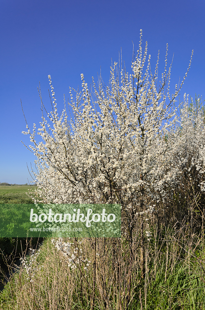 555093 - Sloe (Prunus spinosa)