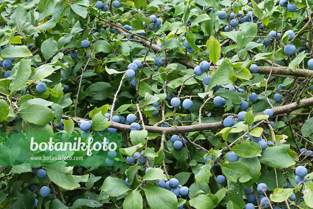 559133 - Sloe (Prunus spinosa)