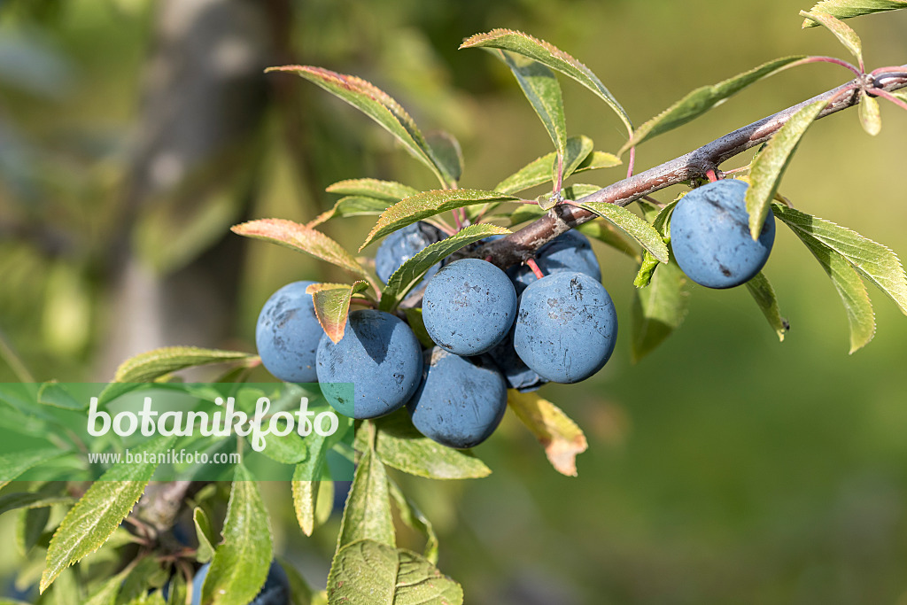 638212 - Sloe (Prunus spinosa 'Godenhaus')