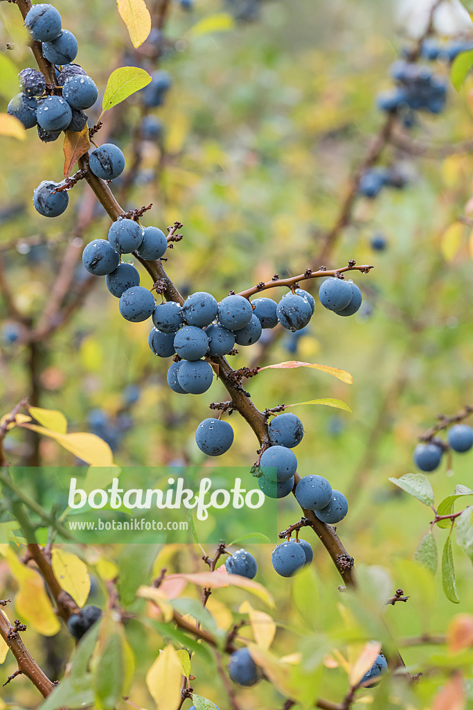 616094 - Sloe (Prunus spinosa 'Primosa')