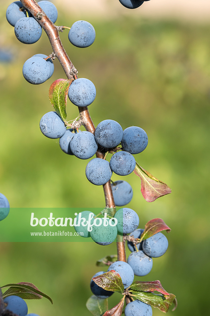 638213 - Sloe (Prunus spinosa 'Primosa')